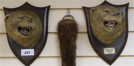 Two taxidermic otter head trophies, one dated 1936 and a tail